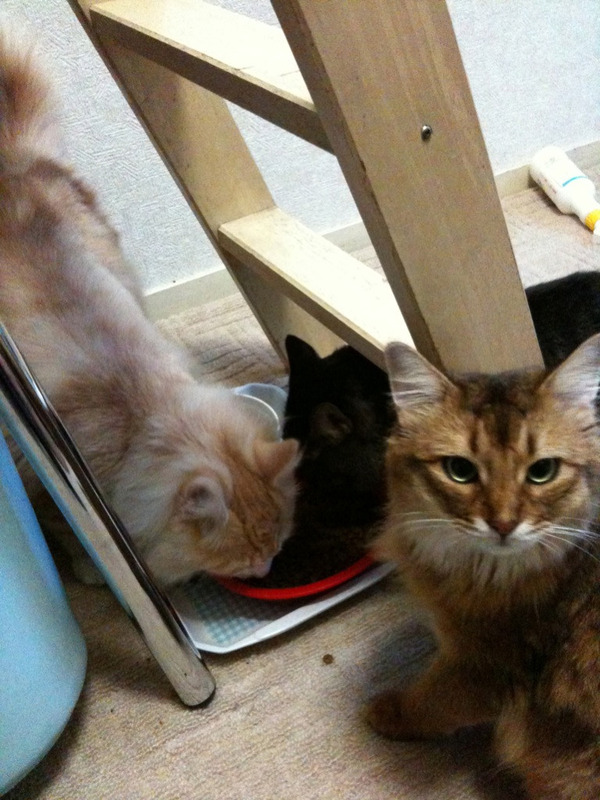 agpiZWViZWUyc2VlchULEgxJbWFnZUFuZFRleHQYgMbCAQw