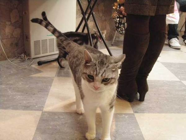 猫 猫カフェ 動物大好き マメゴコロ 09 猫 猫カフェ 動物大好き マメゴコロ 09