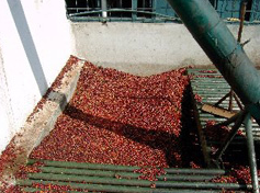 コーヒーチェリージャム まめぞう日記 美味しいうまい 自家焙煎珈琲豆の店