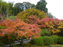 P1040667(1)
