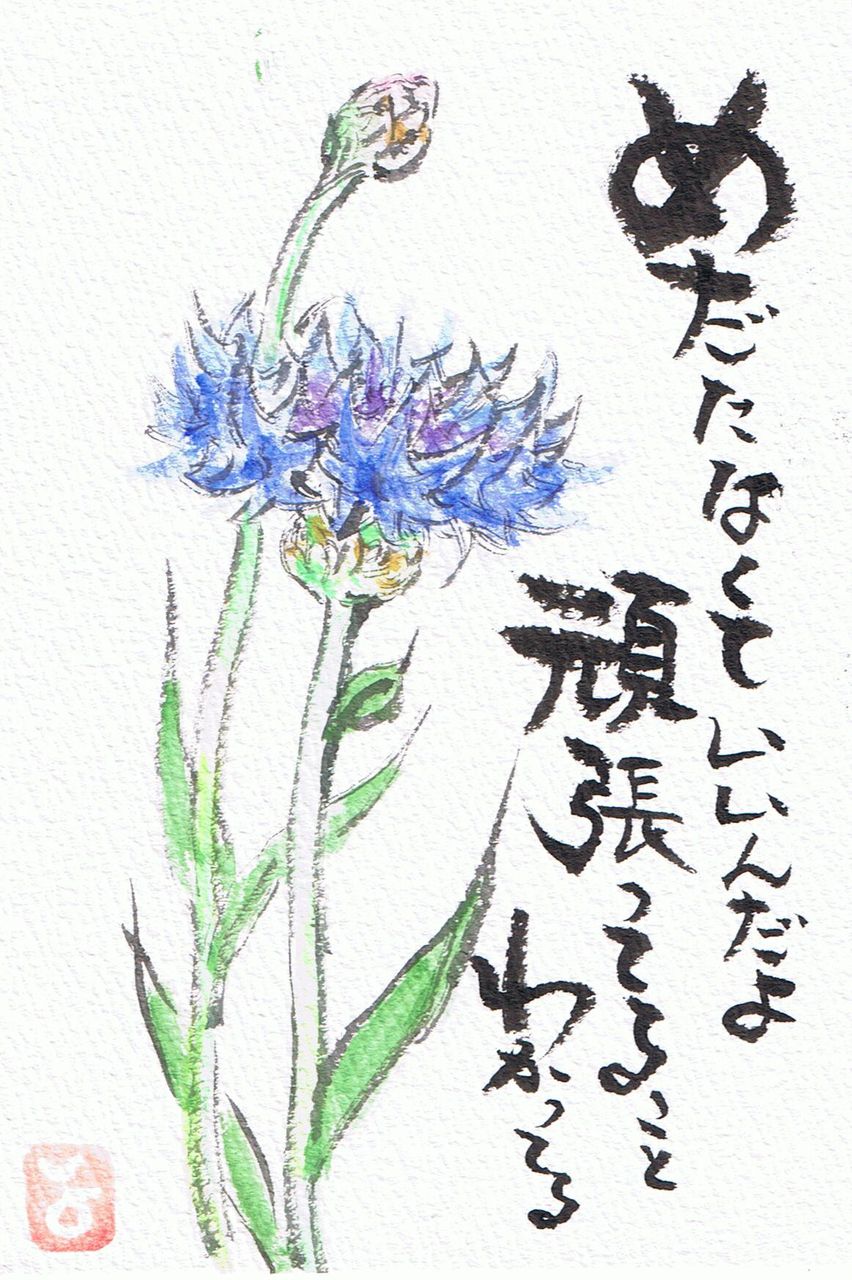 マミズマミーの絵手紙日和 矢車草 Mamizmammyのblog マミズマミーの絵手紙日和 矢車草 Mamizmammyのblog