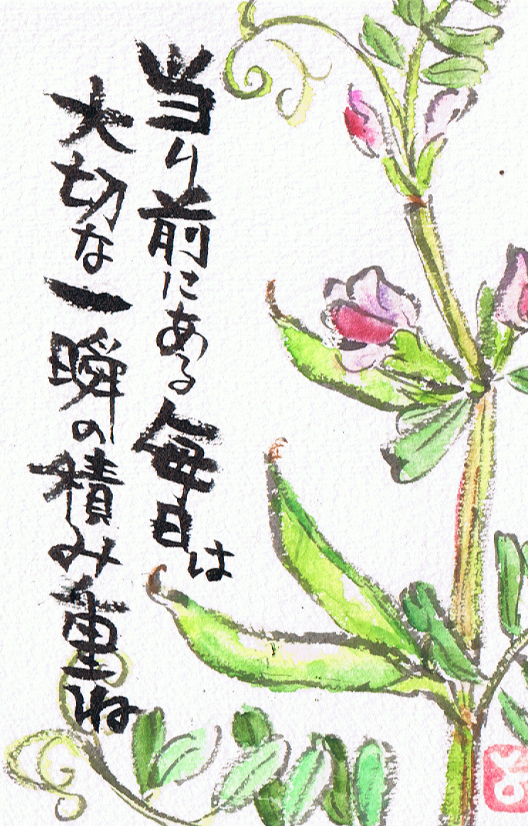 マミズマミーの絵手紙日和 カラスノエンドウ Mamizmammyのblog