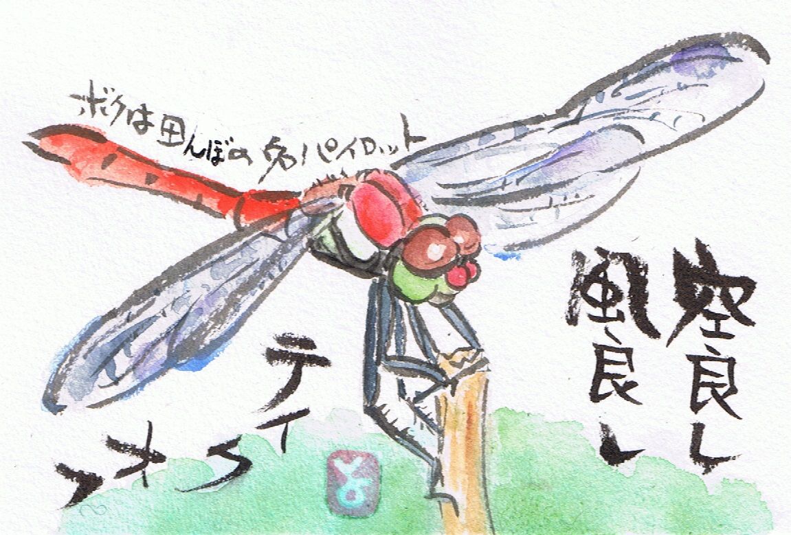 マミズマミーの秋日和 アキアカネ Mamizmammyのblog
