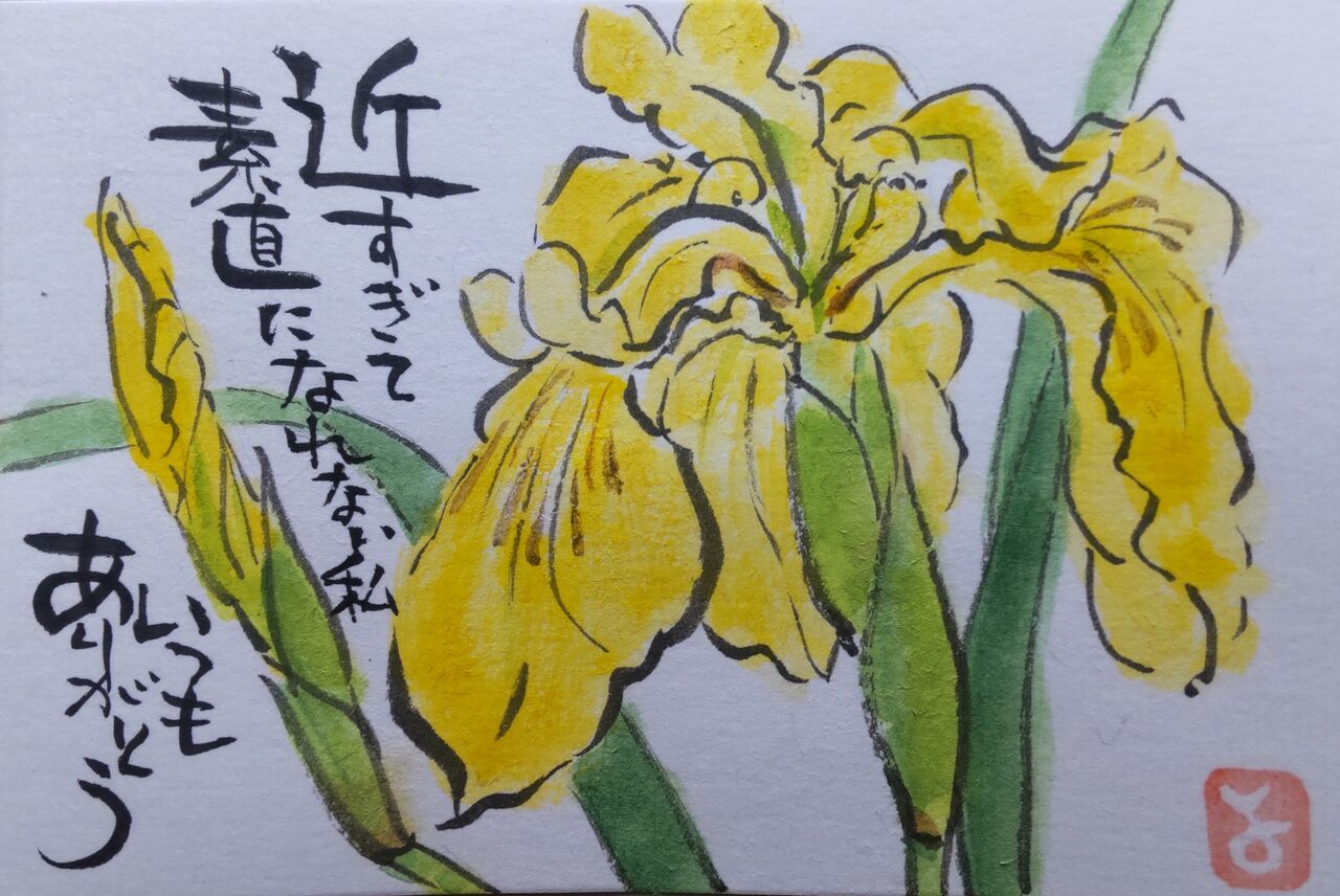 マミズマミーの絵手紙日和 黄アヤメ Mamizmammyのblog