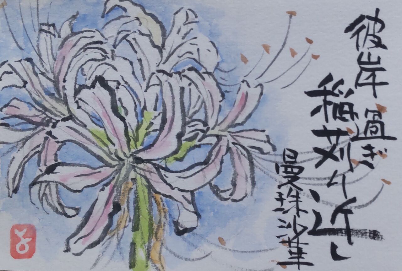 マミズマミーの絵手紙日和・白彼岸花 : mamizmammyのblog