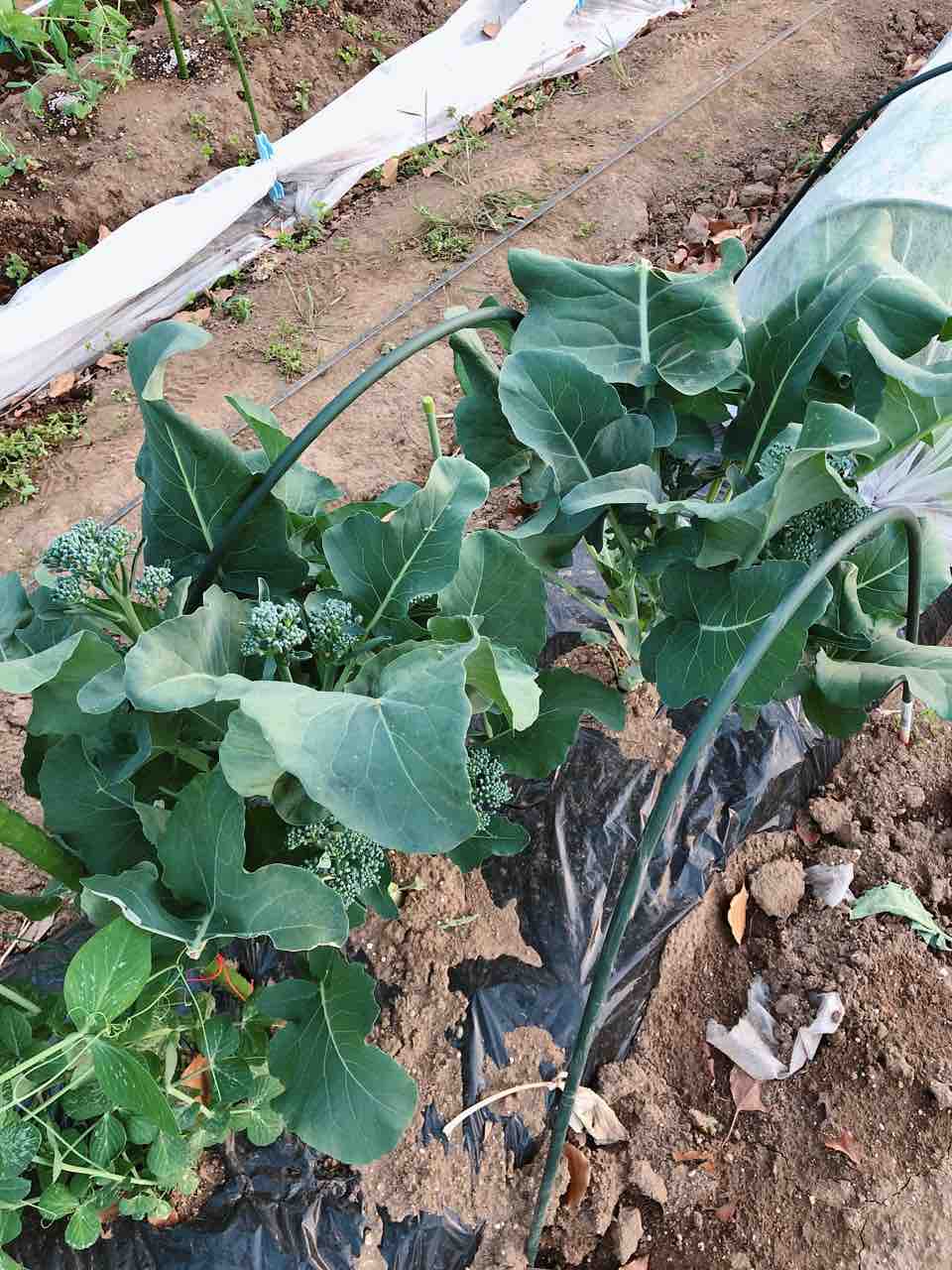 家庭菜園 4 22大豆の苗植え付け 家庭菜園と料理好き女子のblog 家庭菜園 4 22大豆の苗植え付け 家庭菜園と料理好き女子のblog