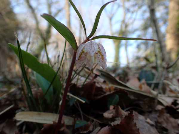 八王子界隈で春の花探し Travel Photo Diary 旅と酒と音楽と