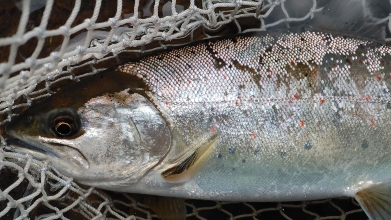 サツキマス Mamoruの釣りblog サツキマス Mamoruの釣りblog