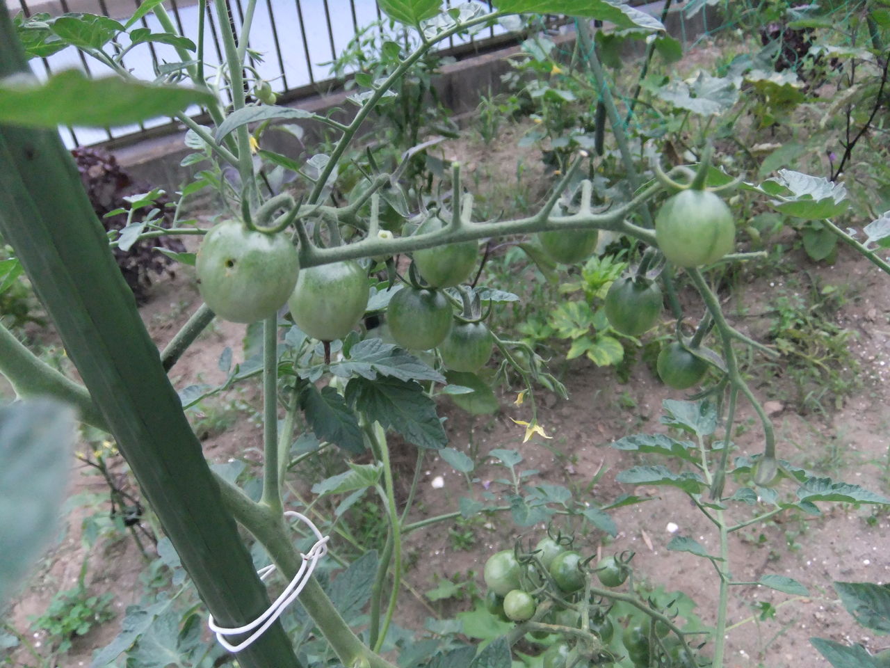 うちの野菜ミニトマト ナス きゅうり おくら 家庭菜園うちの野菜の写真365 うちの野菜ミニトマト ナス きゅうり おくら 家庭菜園うちの野菜の写真365