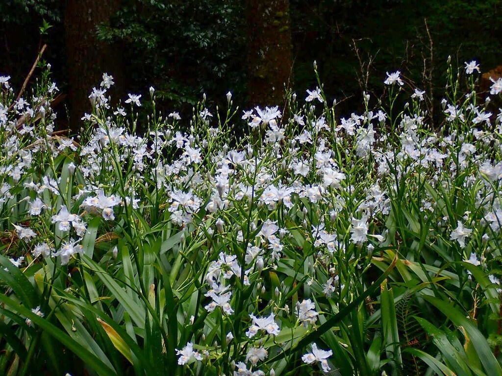 シャガ ヒメフウロ 山の花 里の花に心癒されて シャガ ヒメフウロ 山の花 里の花に心癒されて