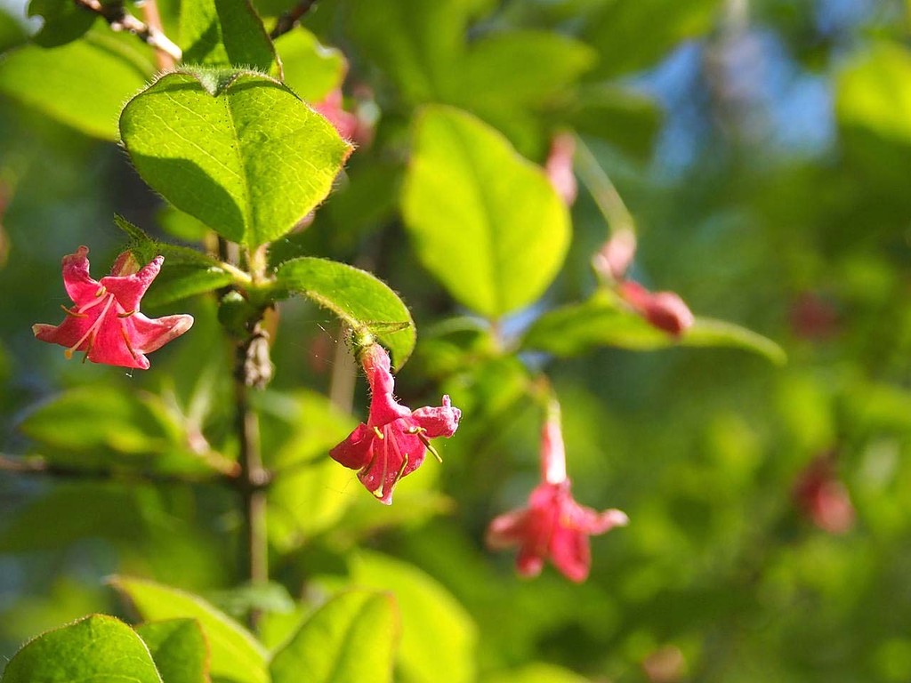 富士山麓散策 山の花 里の花に心癒されて