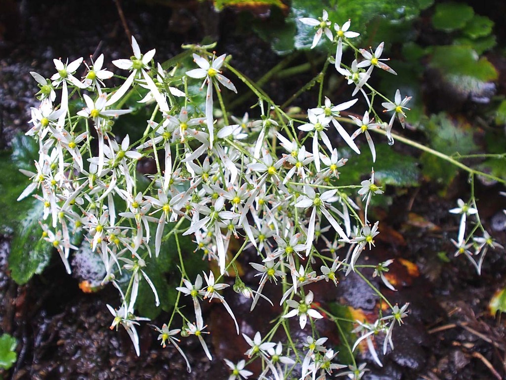 ダイモンジソウ 大文字草 山の花 里の花に心癒されて