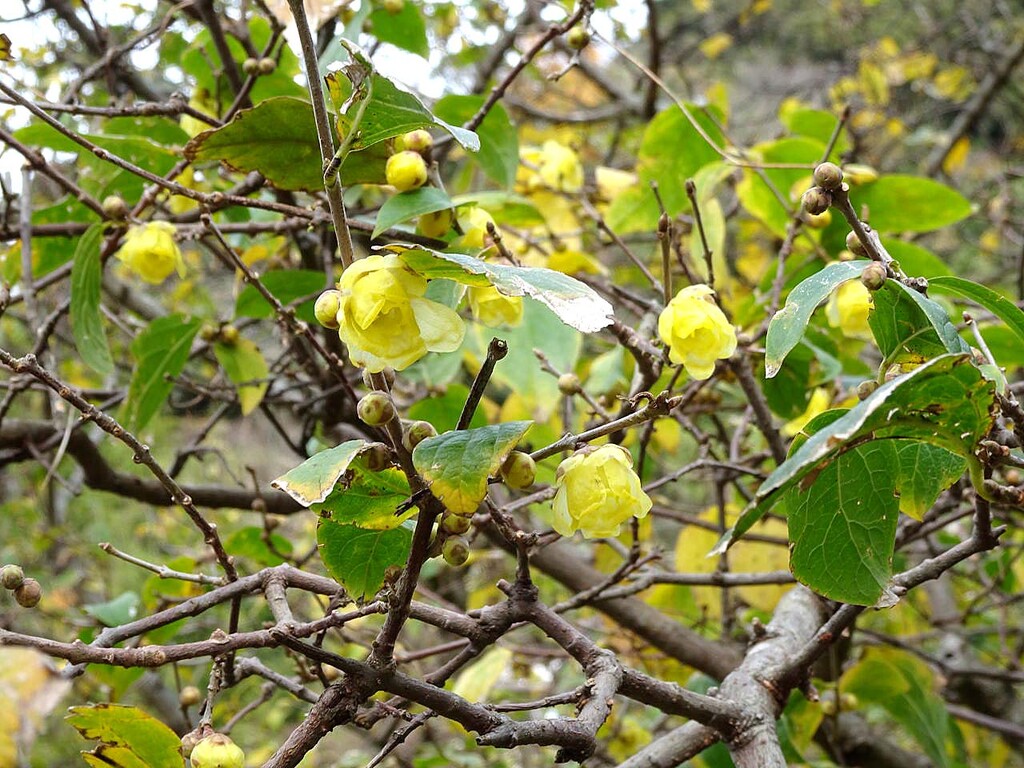 ソシンロウバイ 素心蝋梅 山の花 里の花に心癒されて ソシンロウバイ 素心蝋梅 山の花 里の花に心癒されて