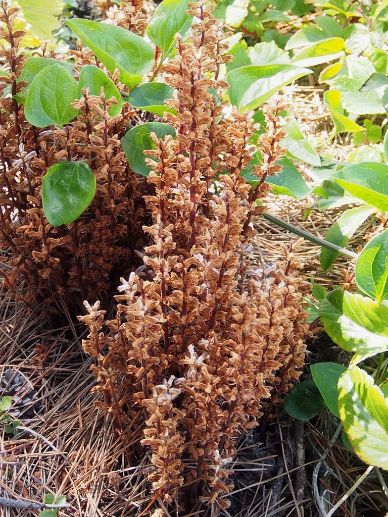 海辺の花 山の花 里の花に心癒されて