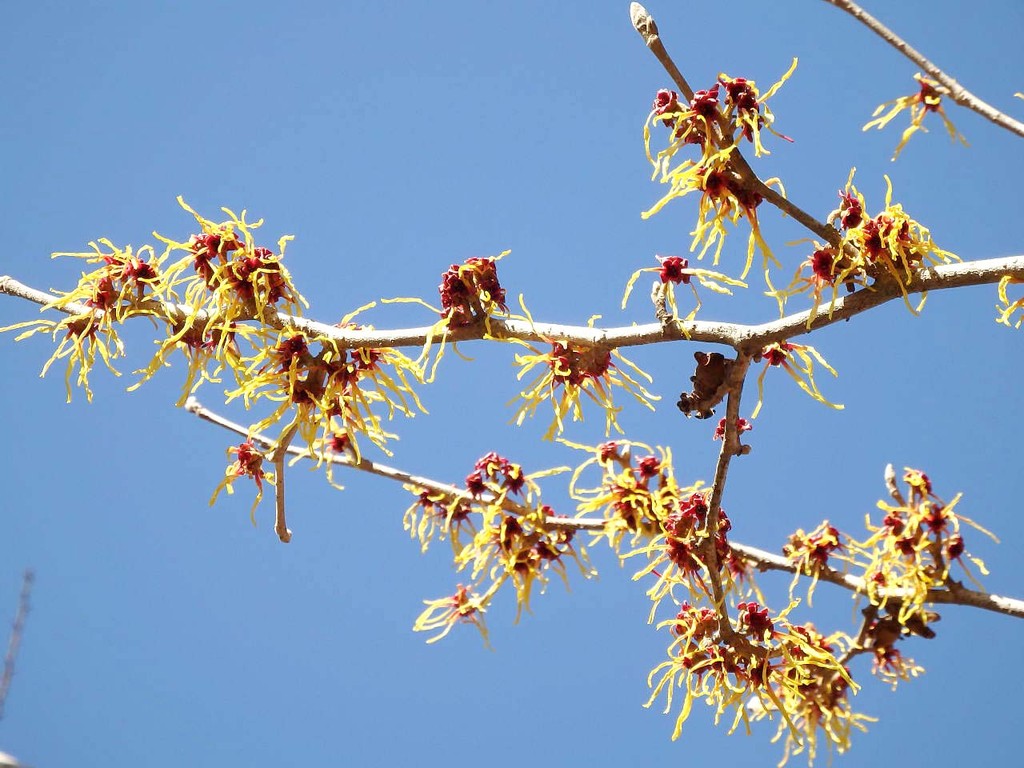 春の木花② : 山の花・里の花に心癒されて