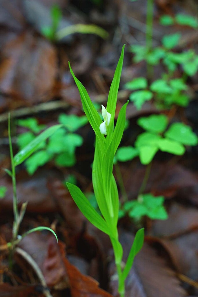ギンランの仲間 山の花 里の花に心癒されて ギンランの仲間 山の花 里の花に心癒されて