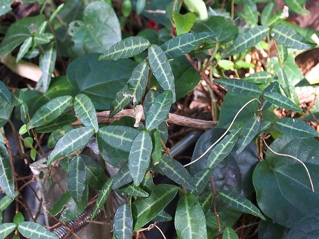 テイカカズラの葉 山の花 里の花に心癒されて