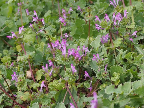 ホトケノザ ヒメオドリコソウ 山の花 里の花に心癒されて