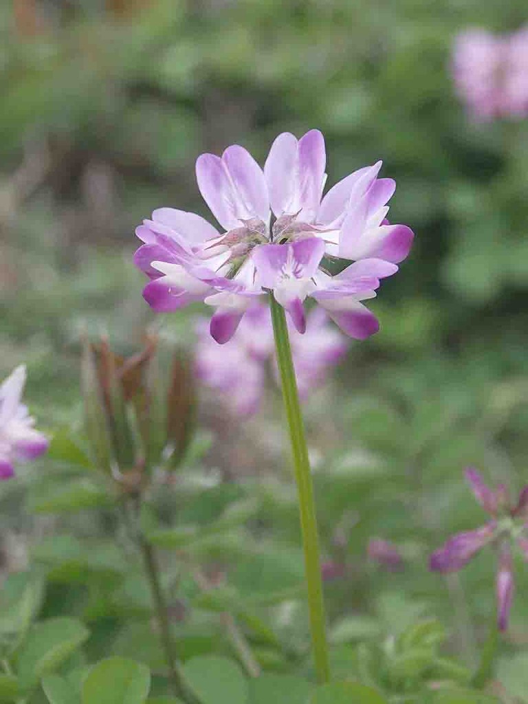 ゲンゲ 紫雲英 レンゲソウ 蓮華草 山の花 里の花に心癒されて
