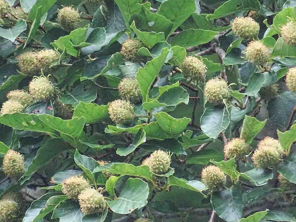 今年はブナの実が豊作？ : 山の花・里の花に心癒されて