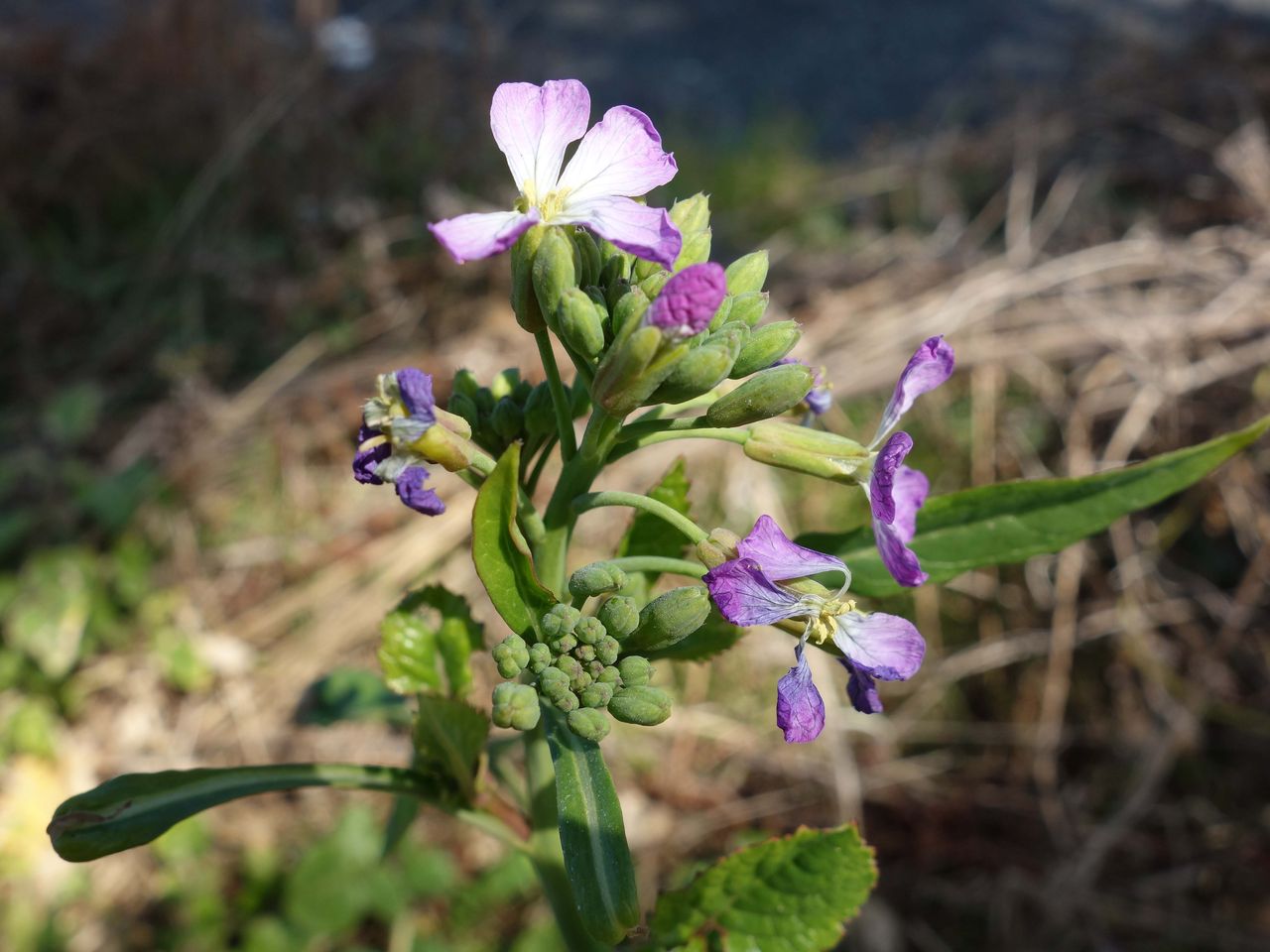 ハマダイコンの花を見っけ 山の花 里の花に心癒されて