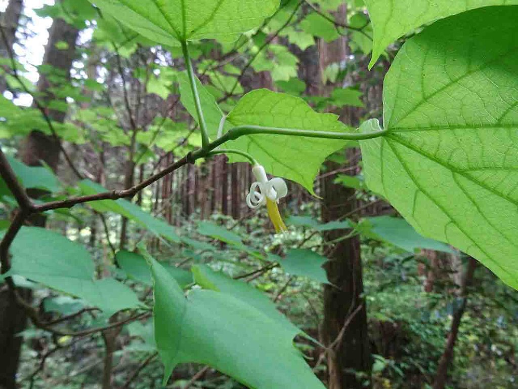 身近な里山 竜爪山 山の花 里の花に心癒されて