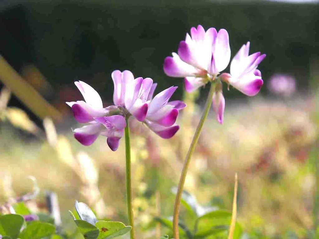 蓮華咲く 山の花 里の花に心癒されて