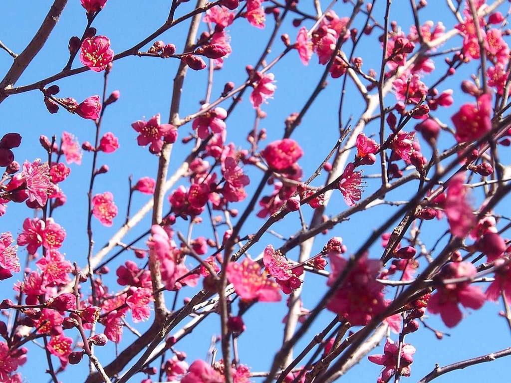 紅梅 白梅 山の花 里の花に心癒されて