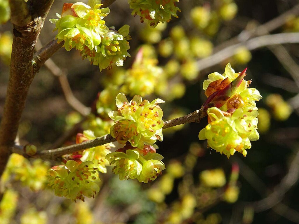 樹木の花 樹木 山の花 里の花に心癒されて