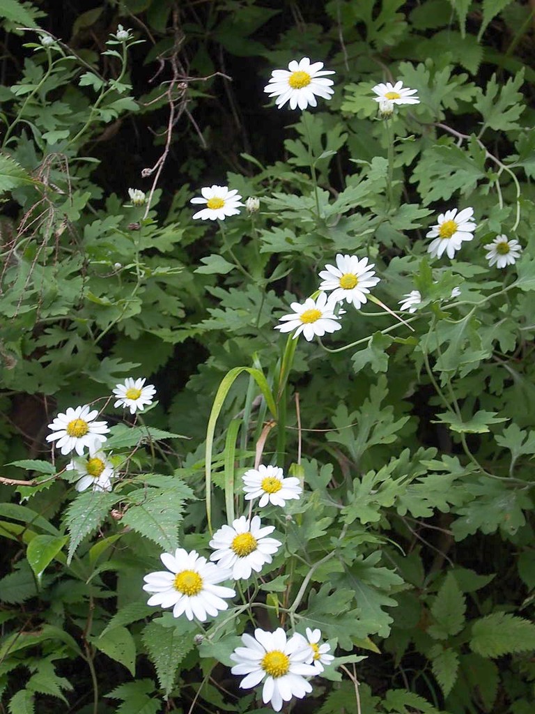 安倍奥 山の花 里の花に心癒されて