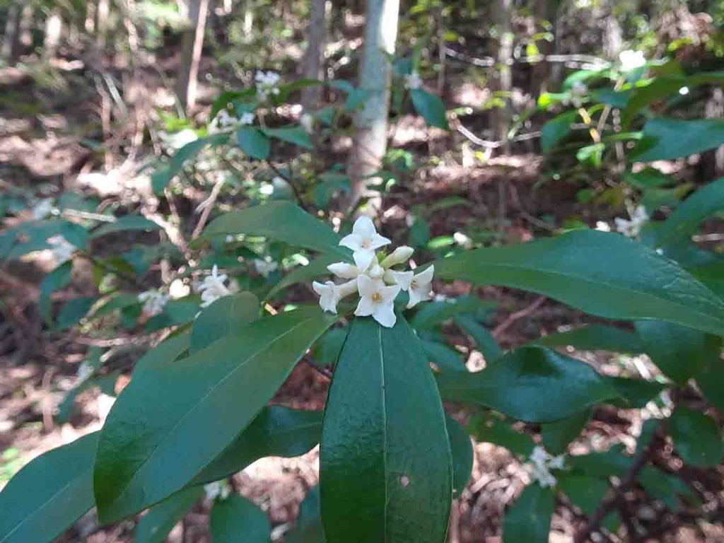 山の花・里の花に心癒されて