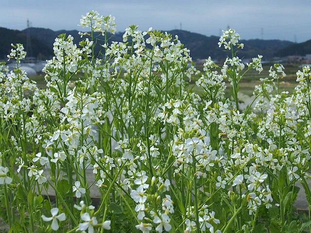 ダイコンの花 三種 山の花 里の花に心癒されて