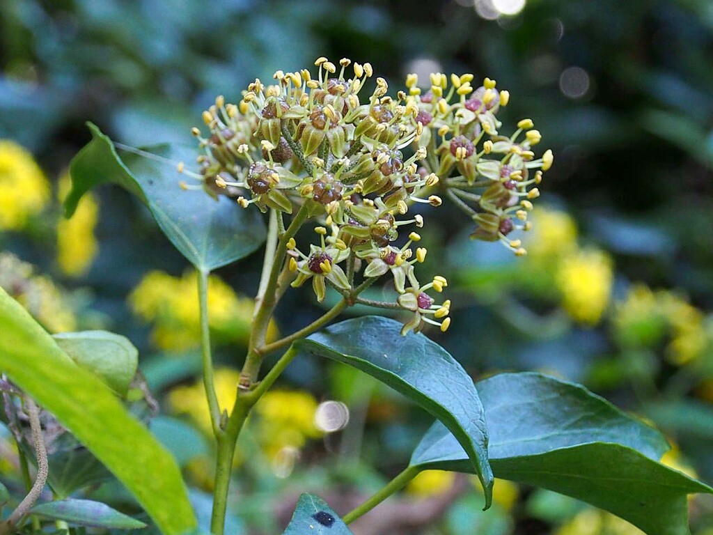 近くの里山 高草山 山の花 里の花に心癒されて 近くの里山 高草山 山の花 里の花に心癒されて