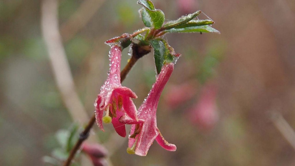 山の花 里の花に心癒されて