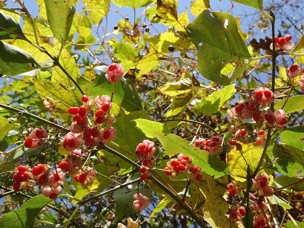 樹木の花 樹木 山の花 里の花に心癒されて