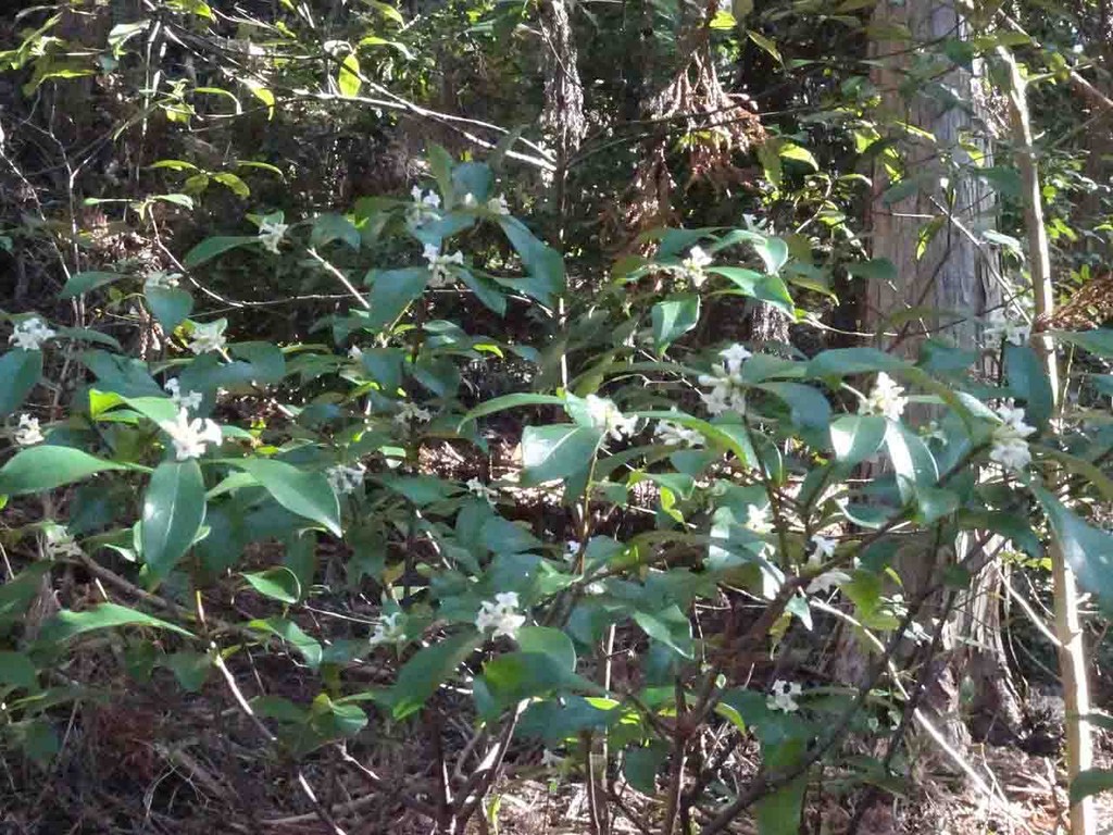 コショウノキ 胡椒の木 山の花 里の花に心癒されて