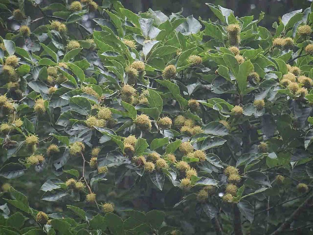 今年はブナの実が豊作？ : 山の花・里の花に心癒されて