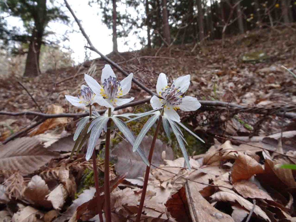 セツブンソウ 節分草 山の花 里の花に心癒されて セツブンソウ 節分草 山の花 里の花に心癒されて