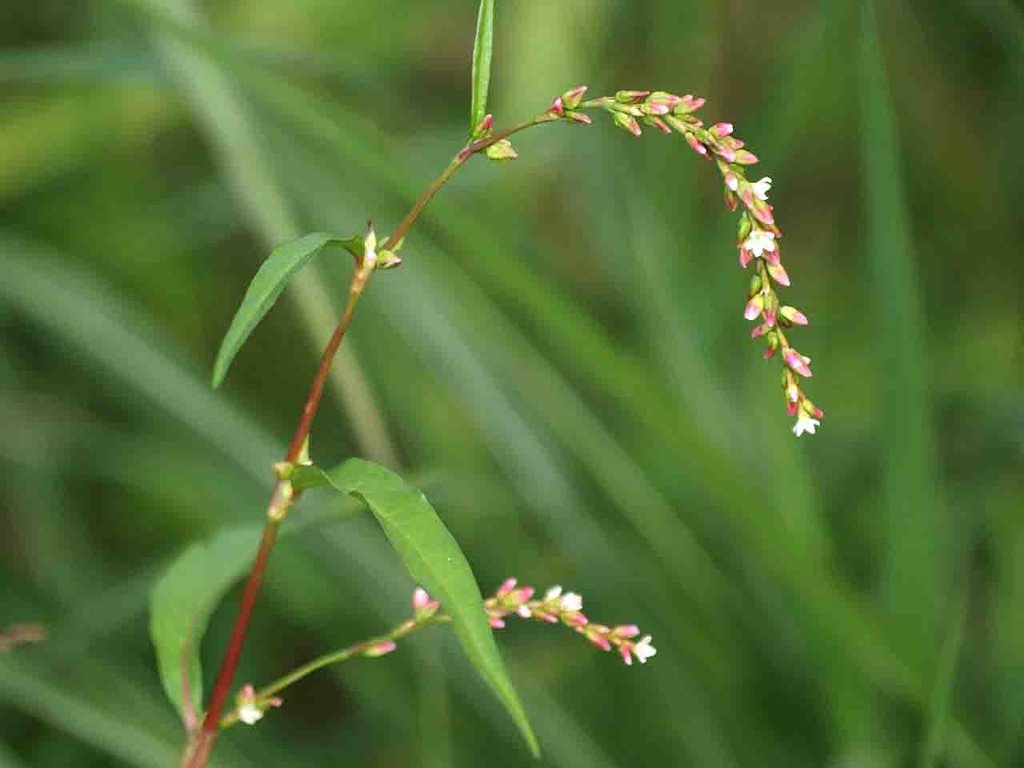 麻機遊水池 タデの仲間 山の花 里の花に心癒されて