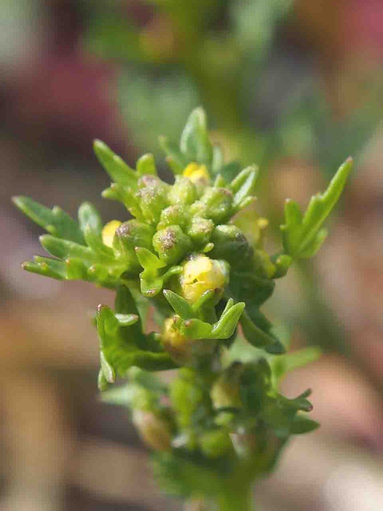 カラクサナズナ 唐草薺 山の花 里の花に心癒されて