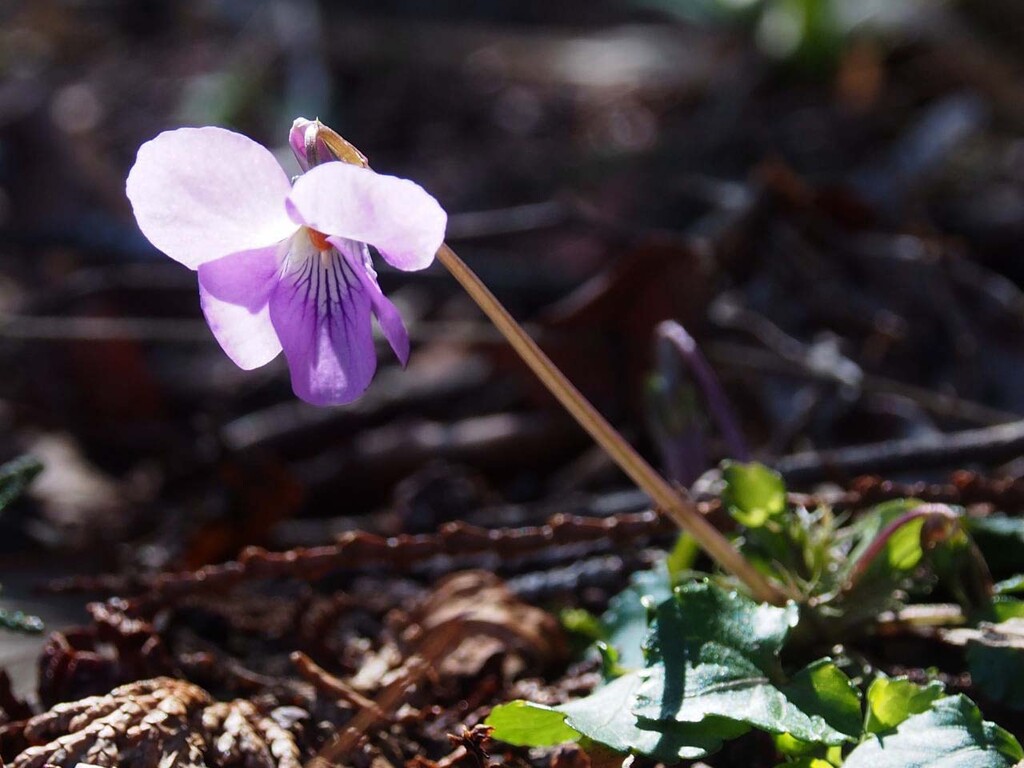 センボンヤリ 千本槍 とスミレ 山の花 里の花に心癒されて