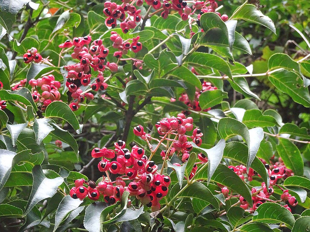 里山の花c 山の花 里の花に心癒されて