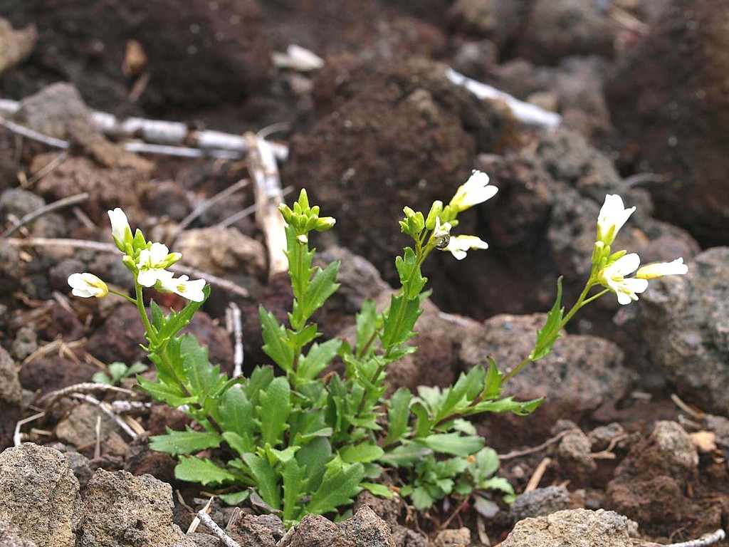 19年06月28日 山の花 里の花に心癒されて