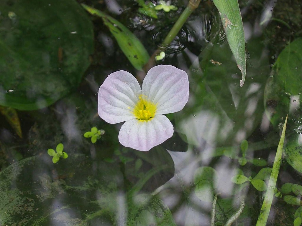 湿地の植物 水田雑草 山の花 里の花に心癒されて