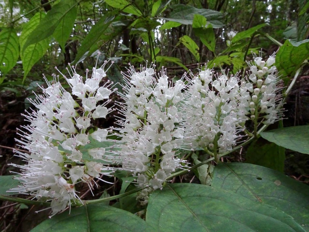 里山 シモバシラ 霜柱 山の花 里の花に心癒されて 里山 シモバシラ 霜柱 山の花 里の花に心癒されて