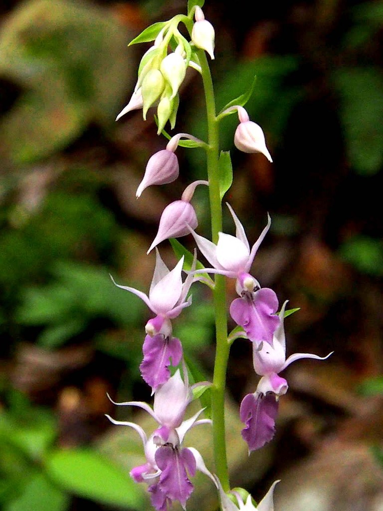 ナツエビネ 夏海老根 その他の蘭と植物 山の花 里の花に心癒されて