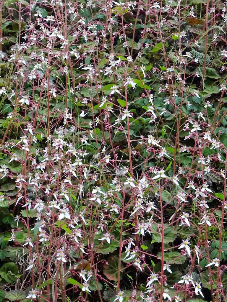 今が最盛期のユキノシタ 雪ノ下 が凄い 山の花 里の花に心癒されて 今が最盛期のユキノシタ 雪ノ下 が凄い 山の花 里の花に心癒されて