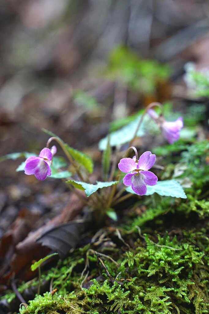 富士山麓 スミレ 山の花 里の花に心癒されて 富士山麓 スミレ 山の花 里の花に心癒されて