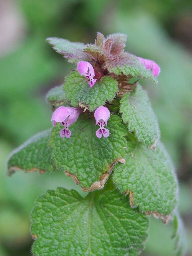 ホトケノザ ヒメオドリコソウ 山の花 里の花に心癒されて
