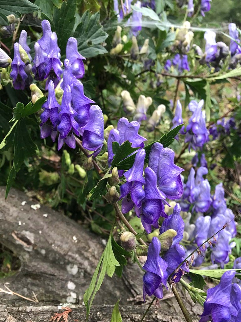 トリカブト ナギナタコウジュ 富士山 山の花 里の花に心癒されて トリカブト ナギナタコウジュ 富士山 山の花 里の花に心癒されて